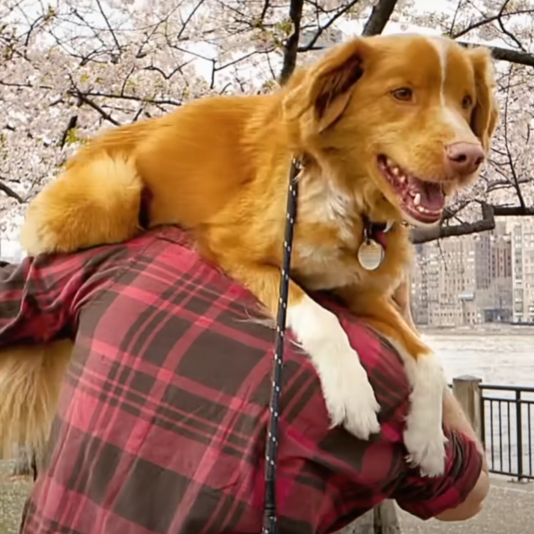 大受好評「狗狗」視角恐怖片《乖狗狗》確定將於 10 月 17 日於台灣上映