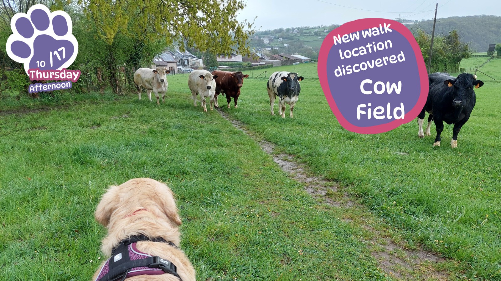 想養狗又沒空？真實黃金狗勾陪你玩！Steam養狗模擬器《Golden Retriever Simple Life》暖心登場