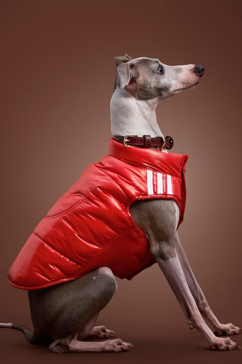 路過都要叫聲哥！adidas 推出「毛小孩時尚」秋冬系列