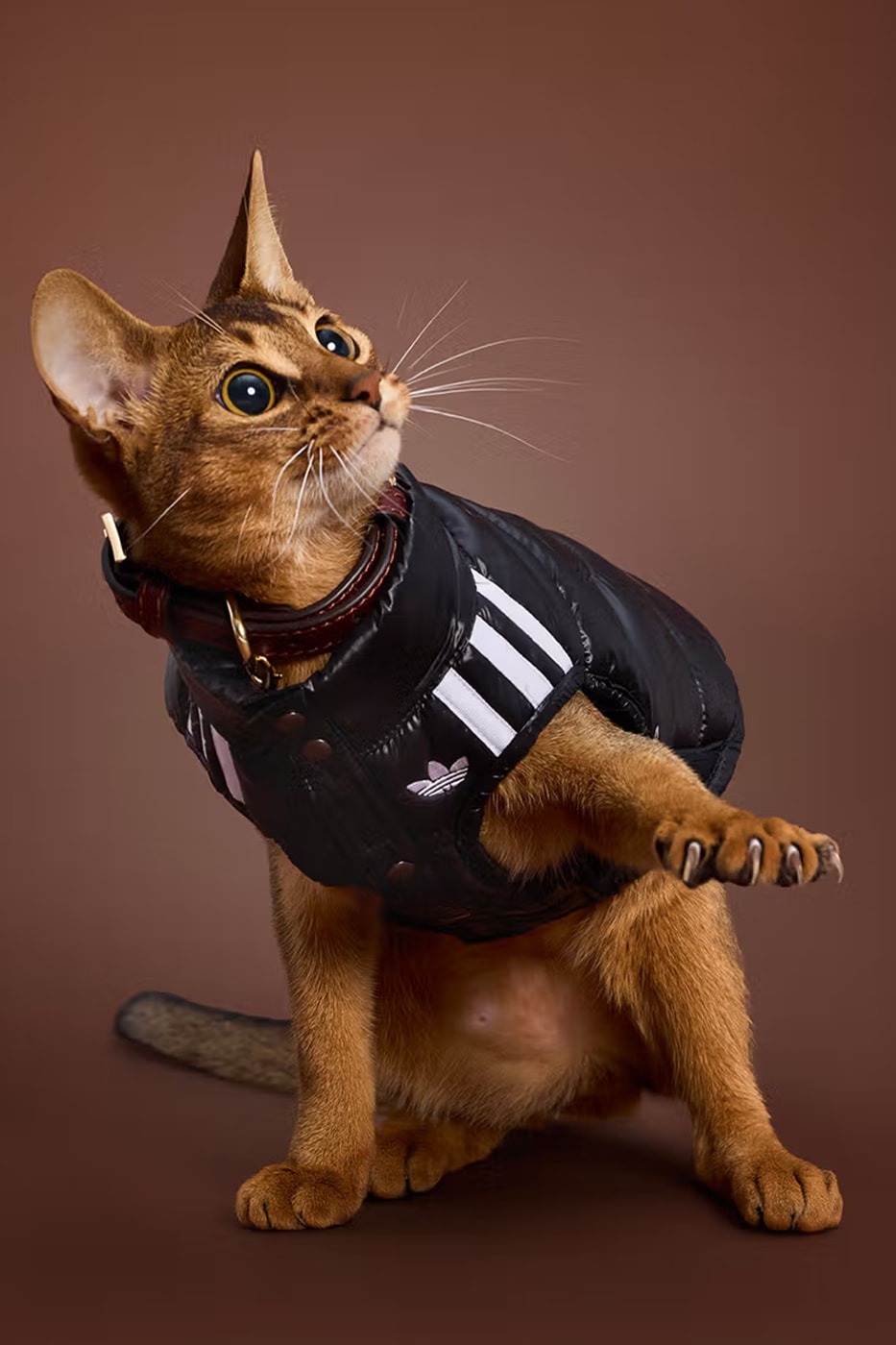 路過都要叫聲哥！adidas 推出「毛小孩時尚」秋冬系列