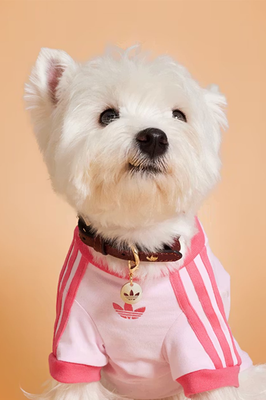 路過都要叫聲哥！adidas 推出「毛小孩時尚」秋冬系列