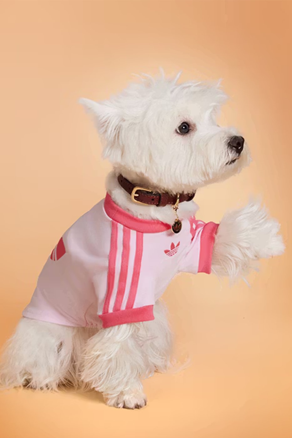 路過都要叫聲哥！adidas 推出「毛小孩時尚」秋冬系列