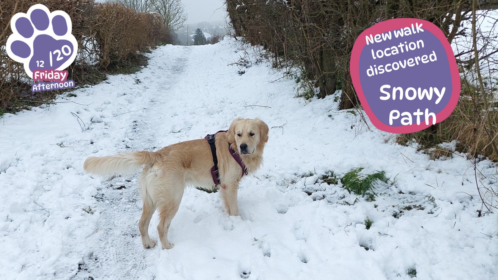 想養狗又沒空？真實黃金狗勾陪你玩！Steam養狗模擬器《Golden Retriever Simple Life》暖心登場