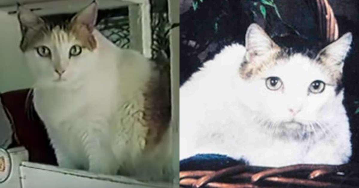 史上最長壽的貓「奶油泡芙」。