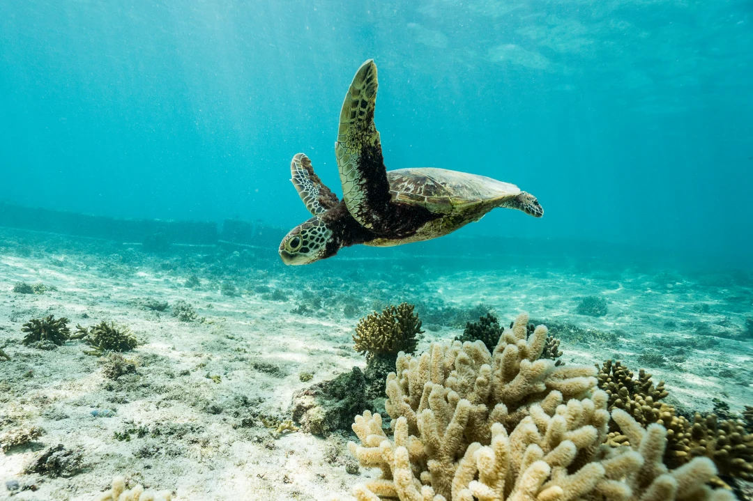 宮古島冬季海水清澈度高,能見度極佳,更有機會與海龜共游。
