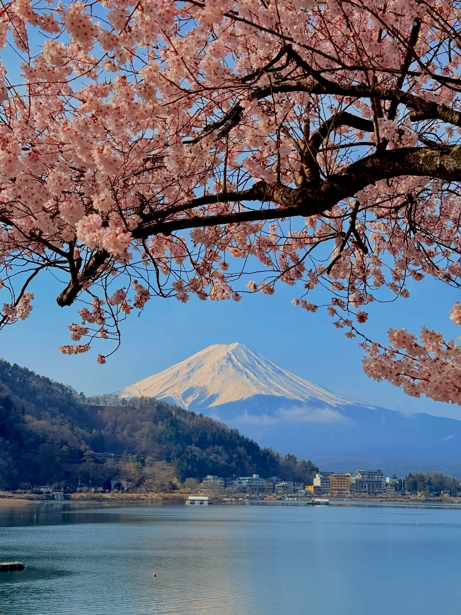 春季拍攝櫻花的時候,推薦使用iPhone相機「金色」攝影風格