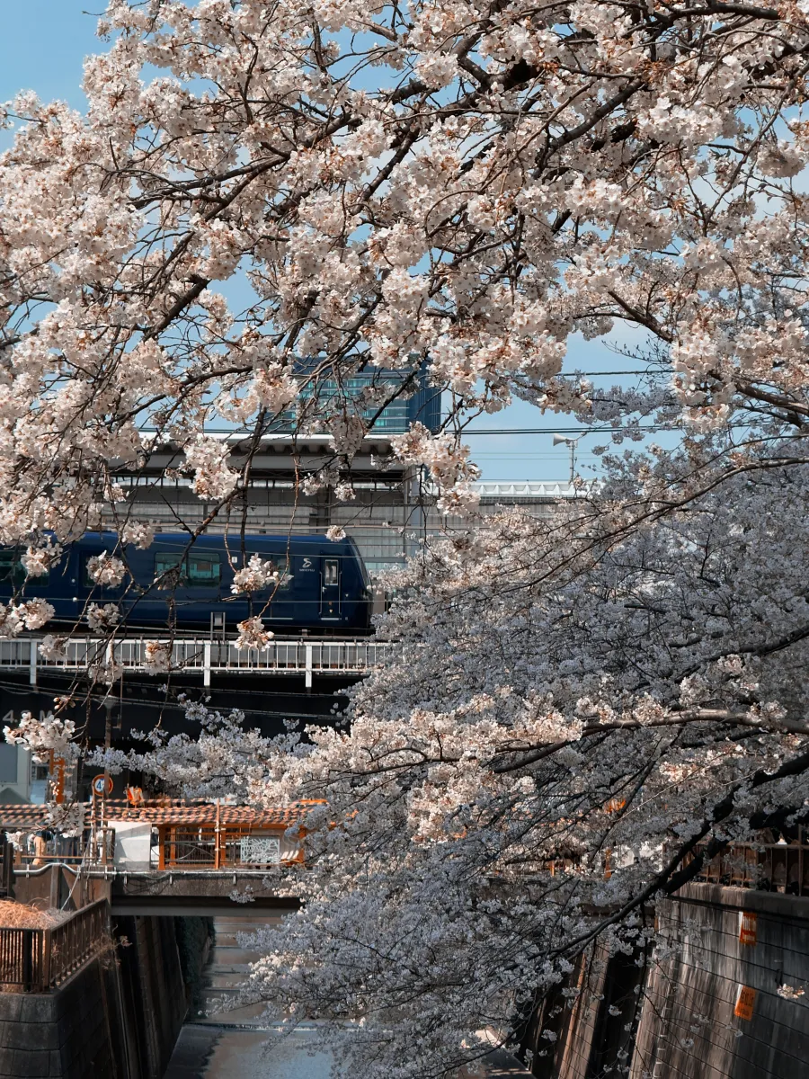 拍攝日本題材與櫻花季時,特別推薦使用 Technicolor 2 色調。