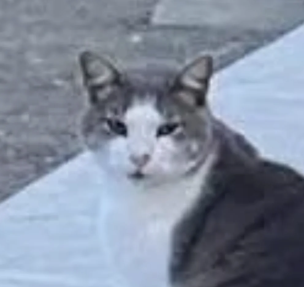 土耳其特產「貓咪三腳架」爆紅！網笑讚：自拍最佳助手！