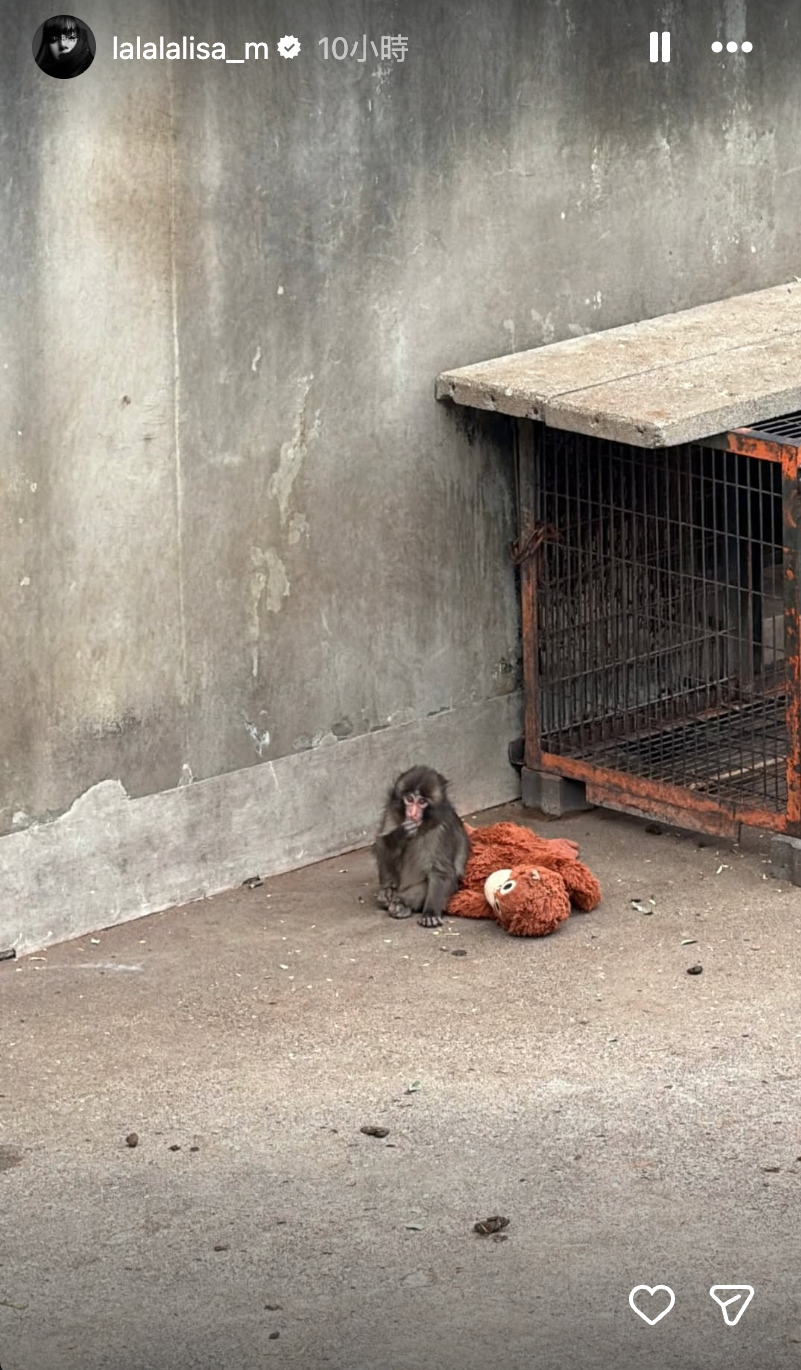 Lisa 朝聖 Panchi 小猴手抱同款 IKEA 紅毛猩猩！網：這下真的買不到了