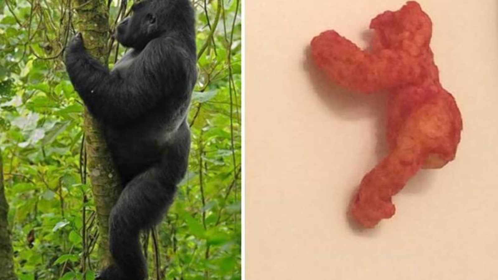 酷似已故大猩猩哈蘭貝的奇多曾在 eBay 上創下紀錄。