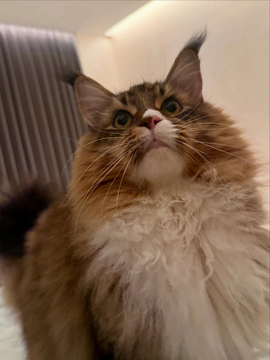 田曦薇私下是專業貓奴，靈動氣質神似「貓系妖精」