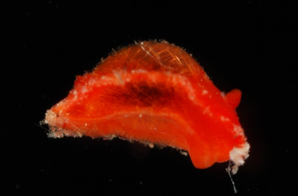 Aldisa vozinha