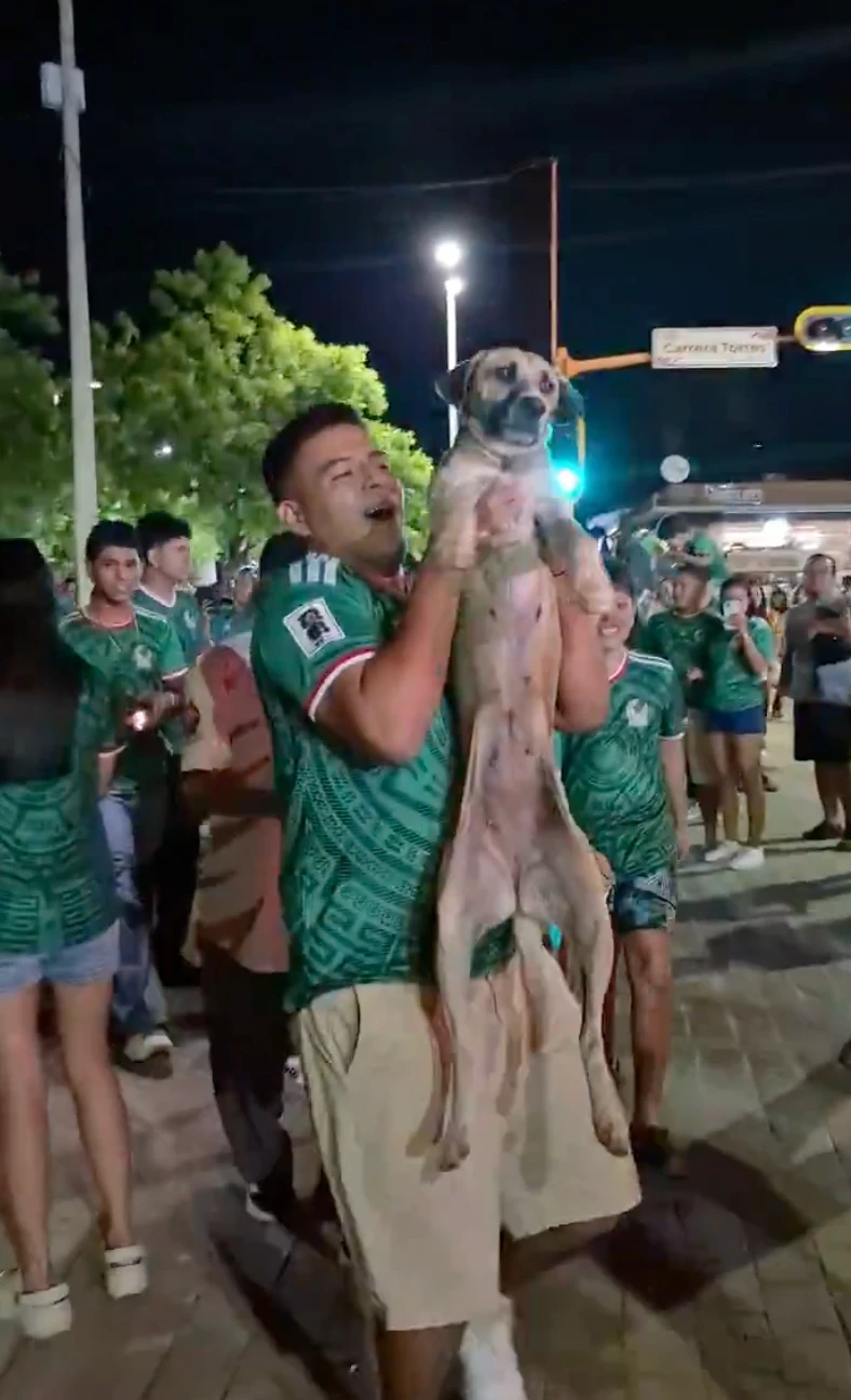 狗狗失蹤一個月竟靠世界盃直播找回!飼主驚見愛犬被球迷高高舉起慶祝